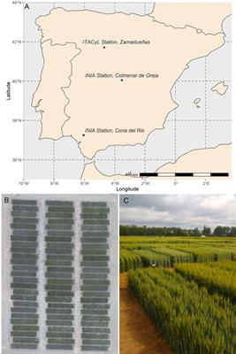 Defining durum wheat ideotypes adapted to Mediterranean environments through remote sensing traits